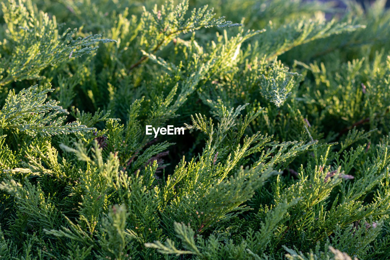 Green coniferous tree branches, closeup full frame background