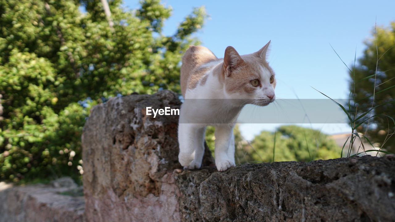 LOW ANGLE VIEW OF A CAT AGAINST THE WALL