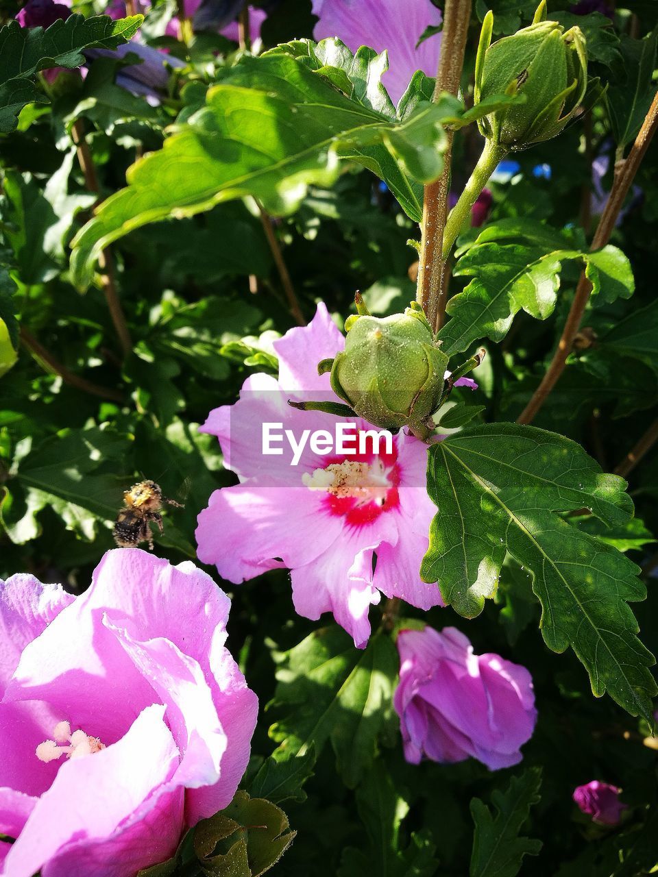 CLOSE-UP OF PINK FLOWER BLOOMING ON PLANT