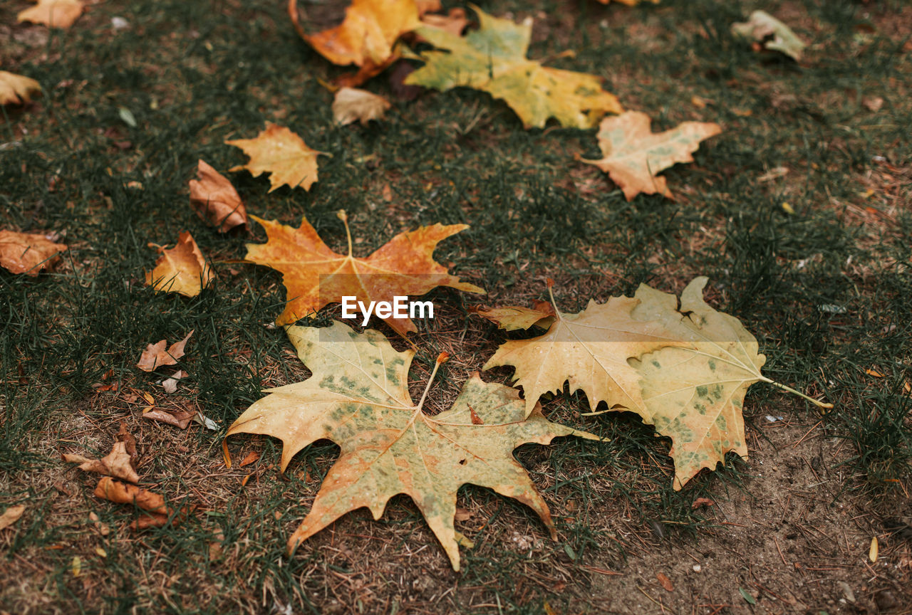 HIGH ANGLE VIEW OF DRY MAPLE LEAVES ON FIELD