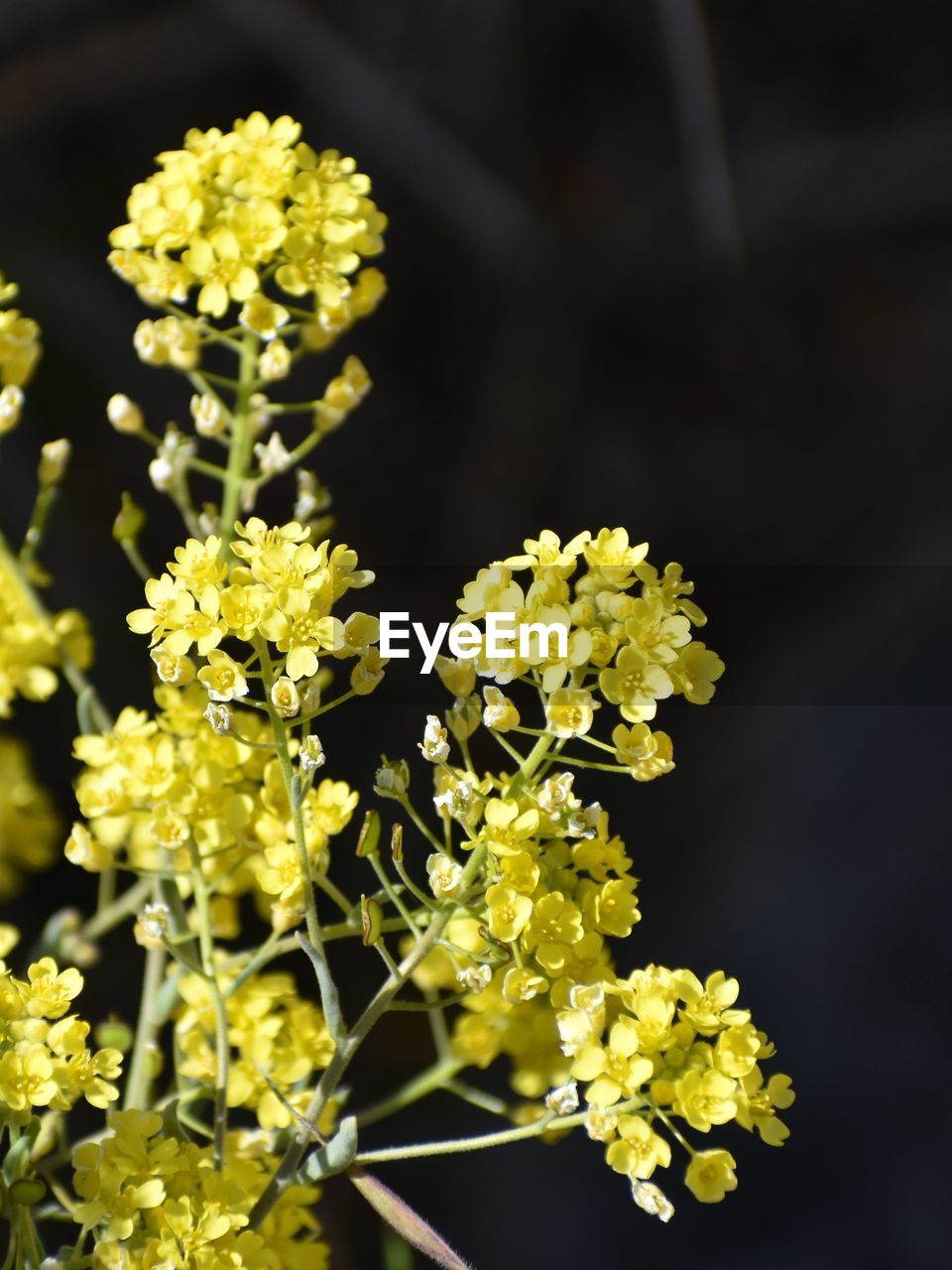 plant, yellow, flower, flowering plant, beauty in nature, freshness, nature, close-up, produce, growth, blossom, flower head, food and drink, no people, fragility, food, inflorescence, focus on foreground, macro photography, mustard, outdoors, shrub, petal, botany, springtime, day, selective focus, sunlight