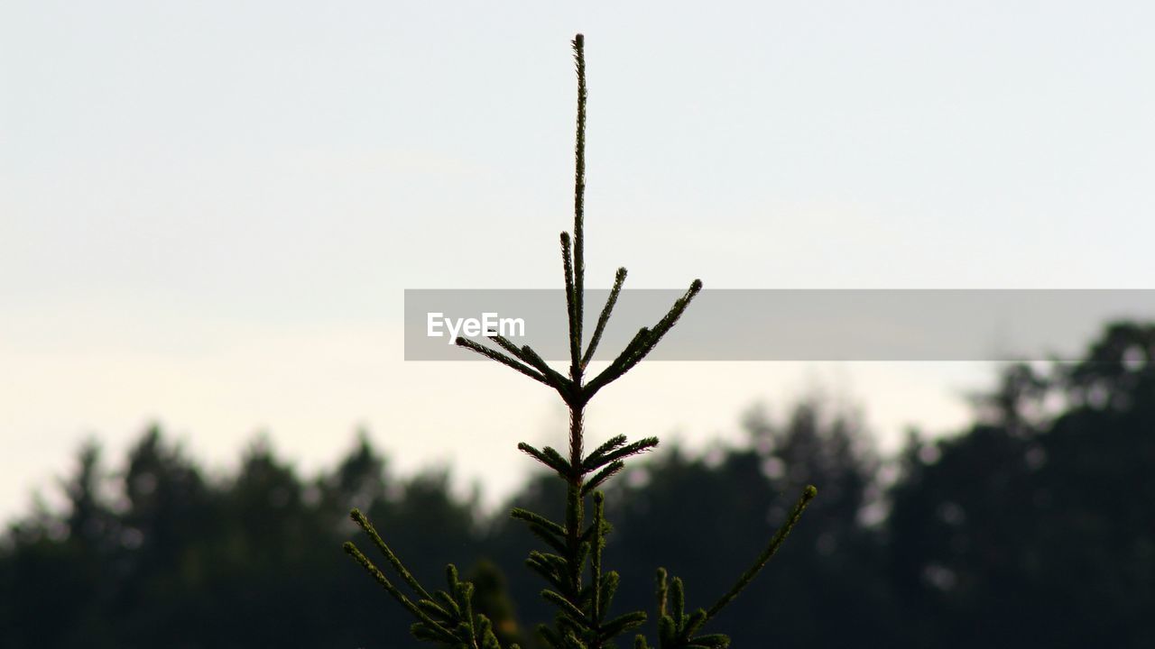 Close-up of plant against sky