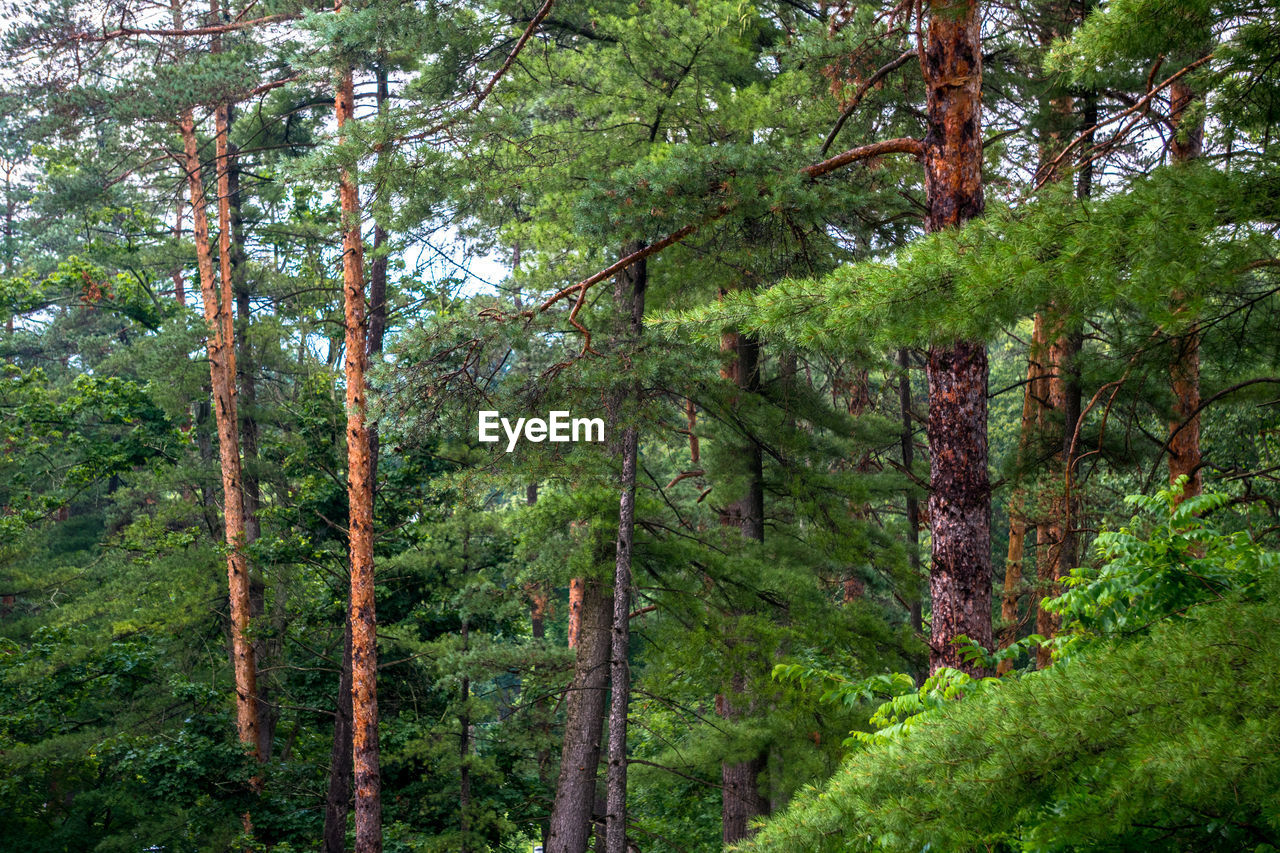 Pine trees in forest