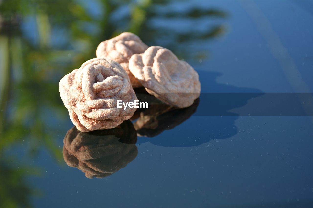 CLOSE-UP OF WATER ON LEAF OUTDOORS