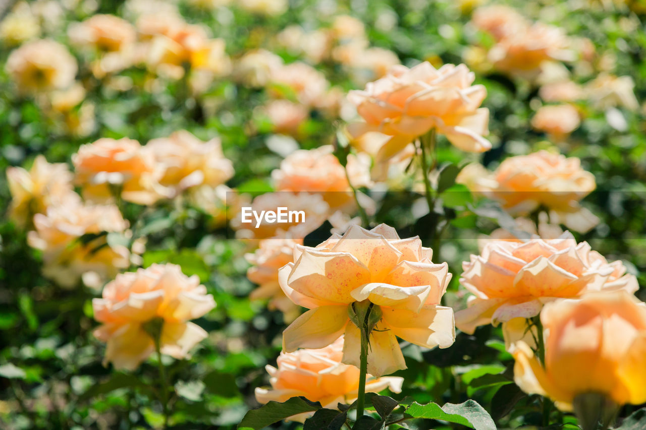 Close-up of orange flowering plants