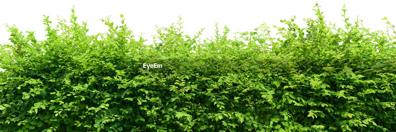 Hedge isolated on white background