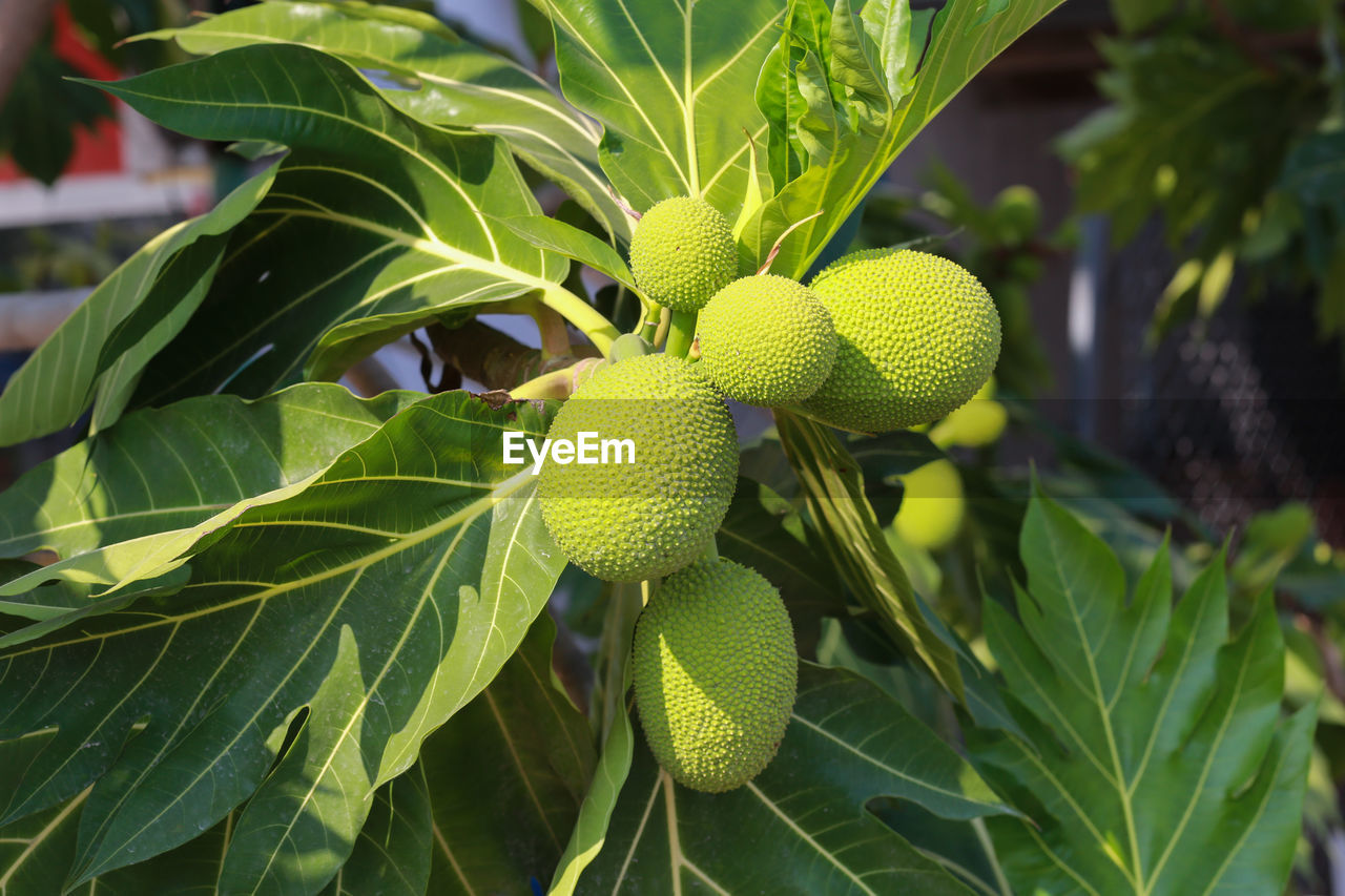 leaf, tree, fruit, plant part, plant, food, flower, food and drink, healthy eating, growth, green, produce, nature, evergreen, artocarpus, close-up, freshness, citrus, no people, agriculture, outdoors, shrub, day, focus on foreground