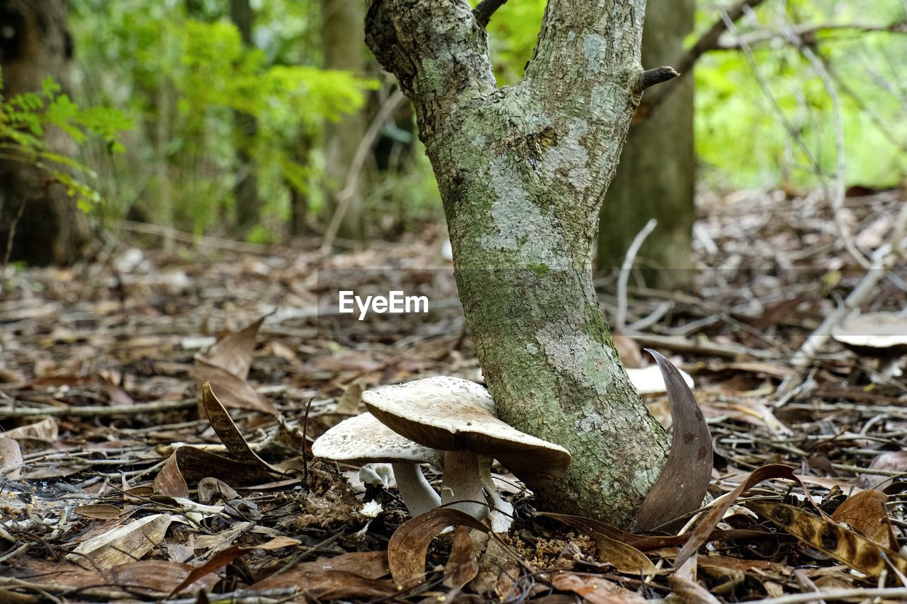 CLOSE-UP OF MUSHROOMS GROWING ON TREE TRUNK