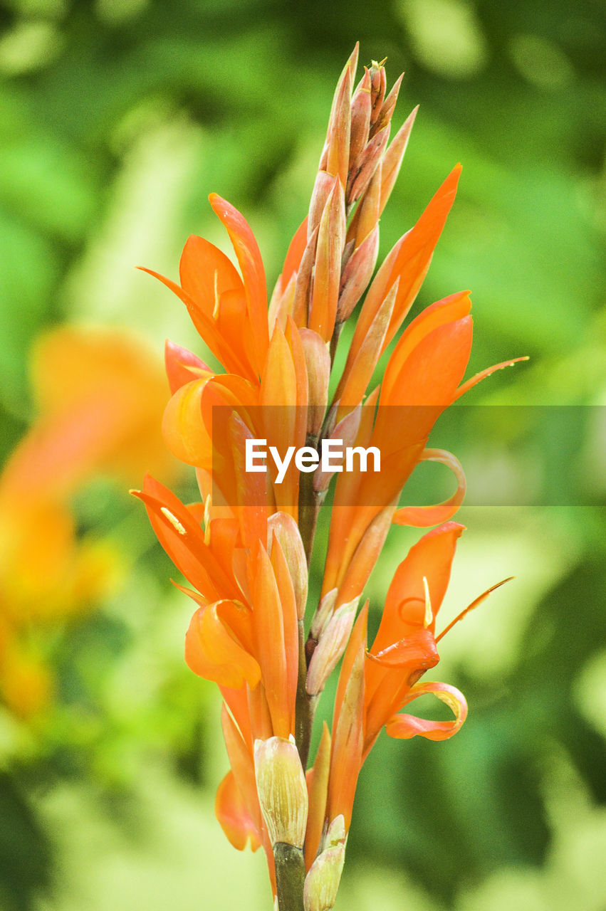 CLOSE-UP OF ORANGE FLOWER