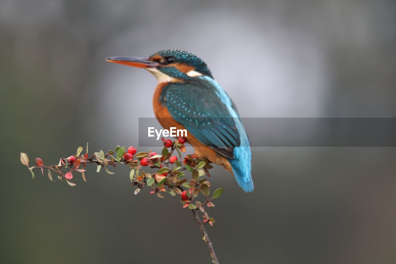 CLOSE-UP OF BIRD PERCHING ON PLANT