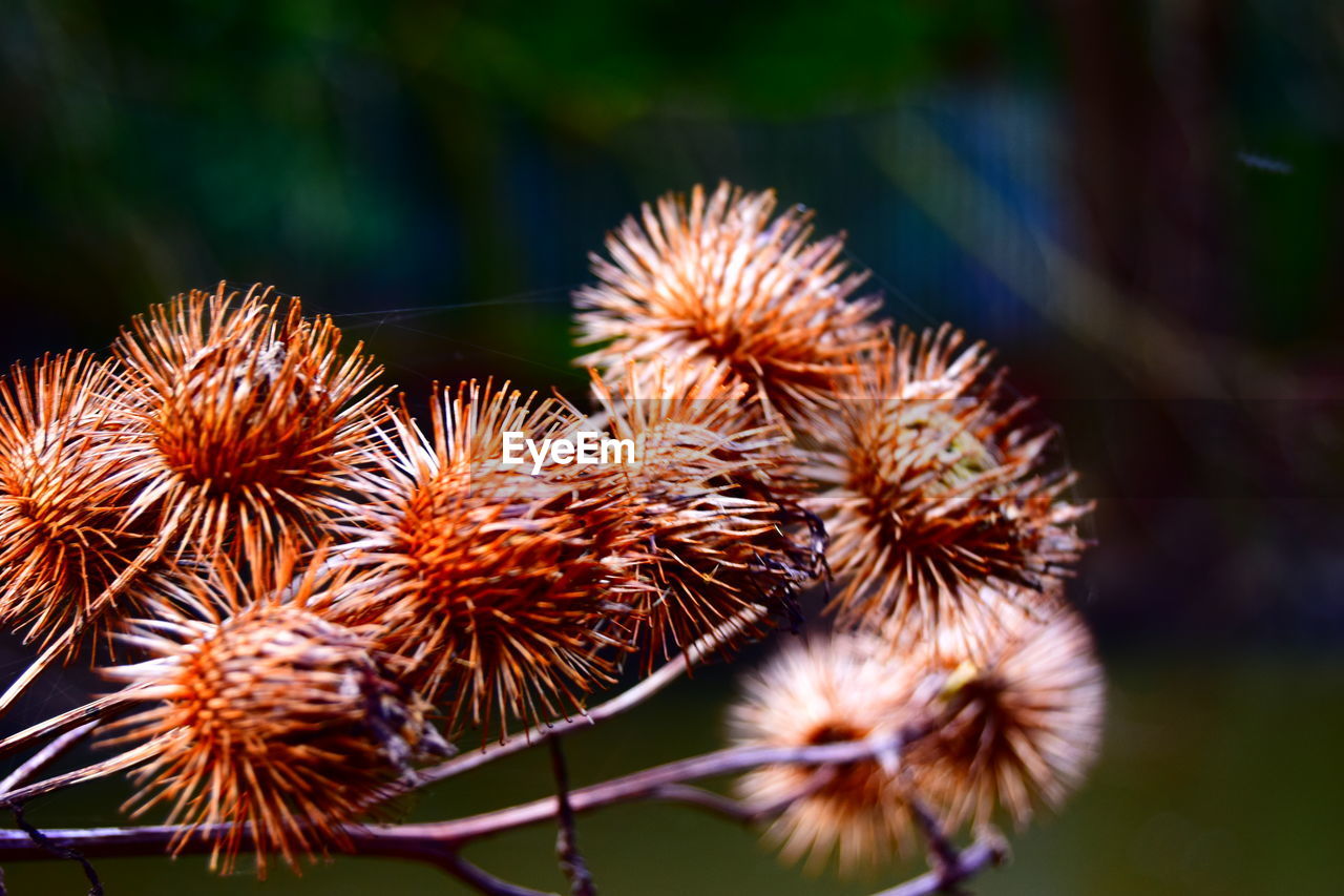 Close-up of flower buds growing outdoors