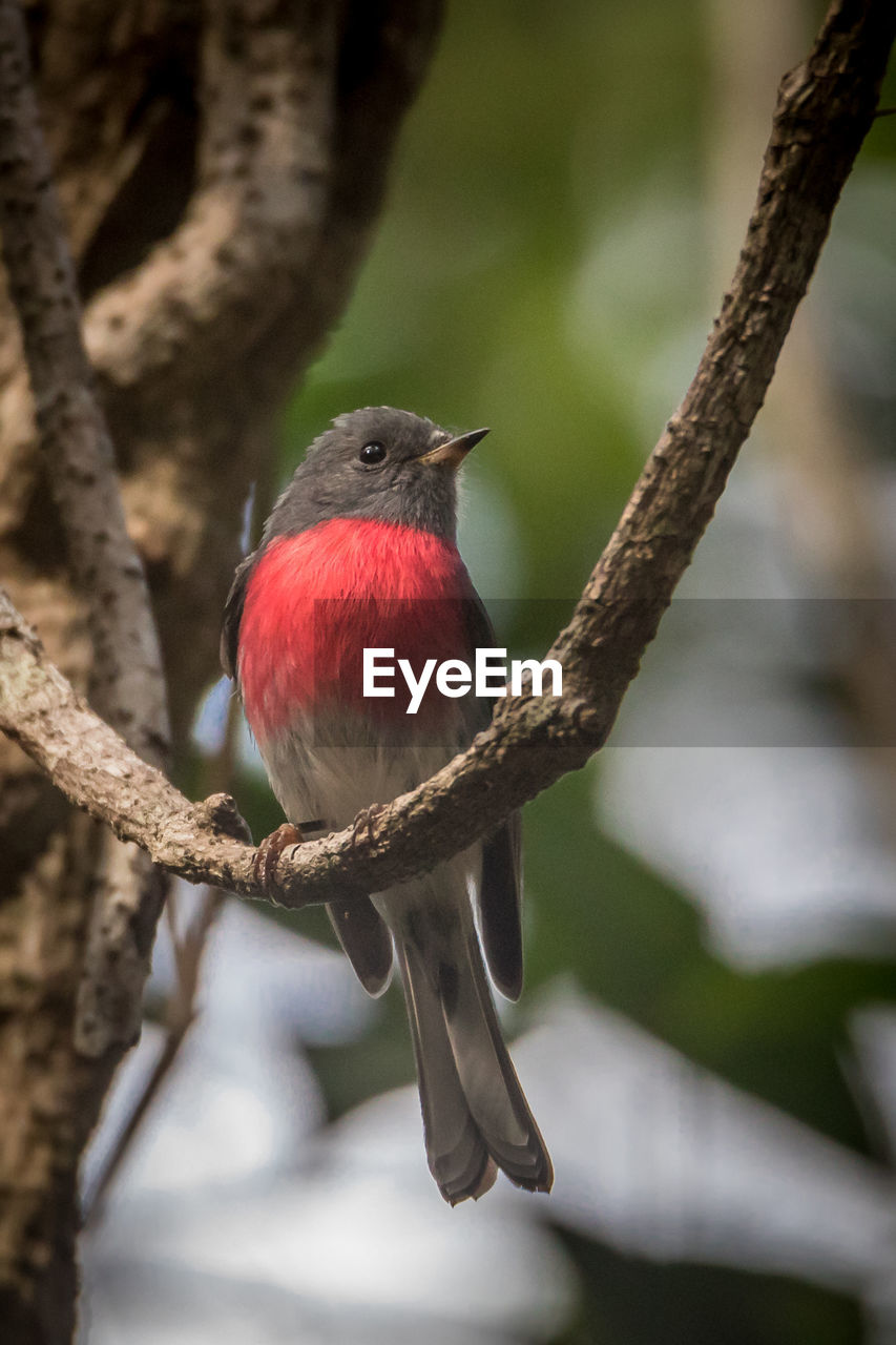 Close-up of a rose robin perching on branch