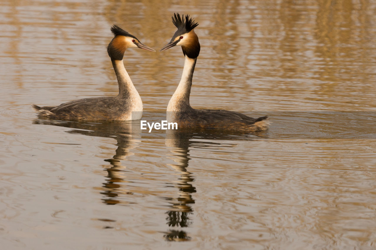 Two great crested grebes in a lake during mating season