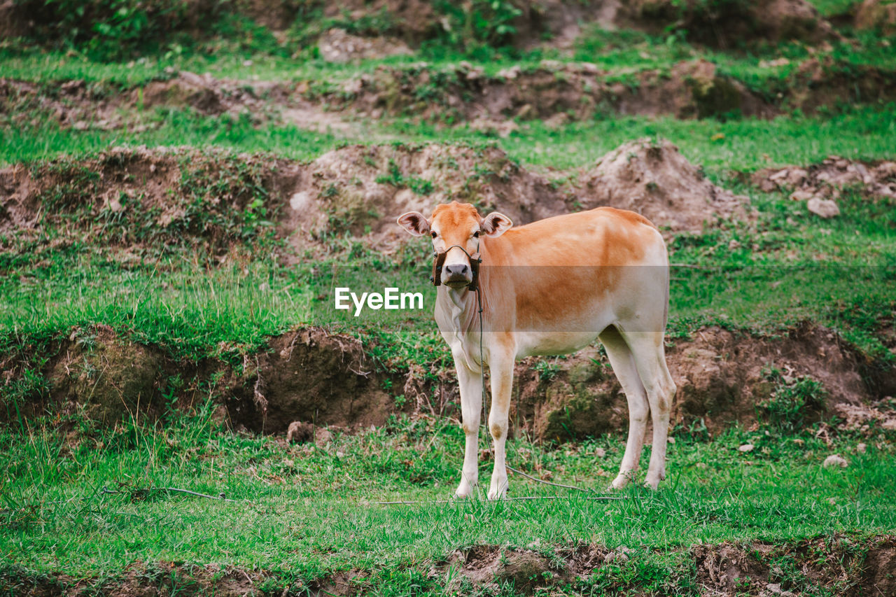 Full length of calf on field