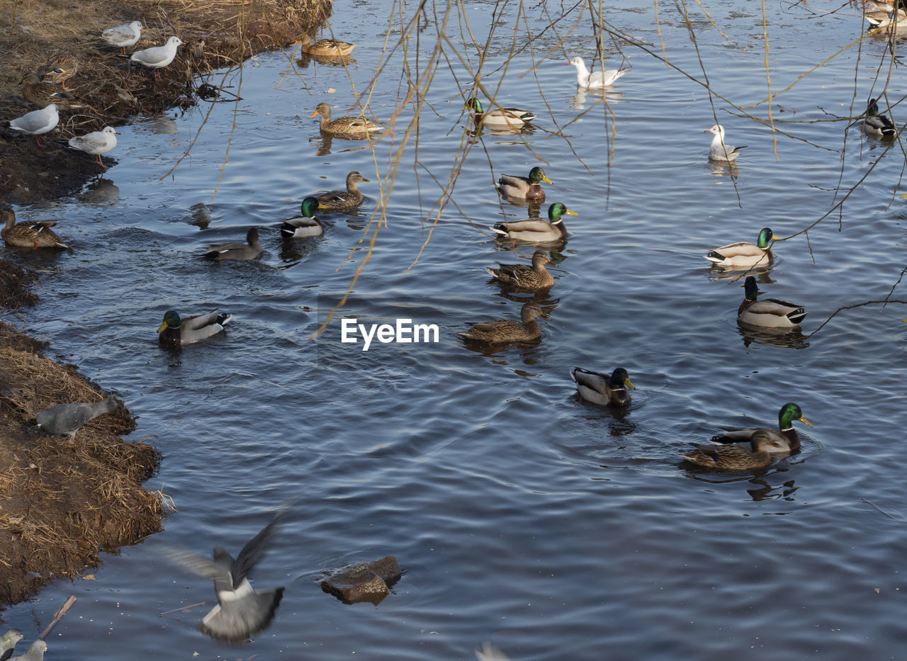 FLOCK OF DUCKS IN LAKE