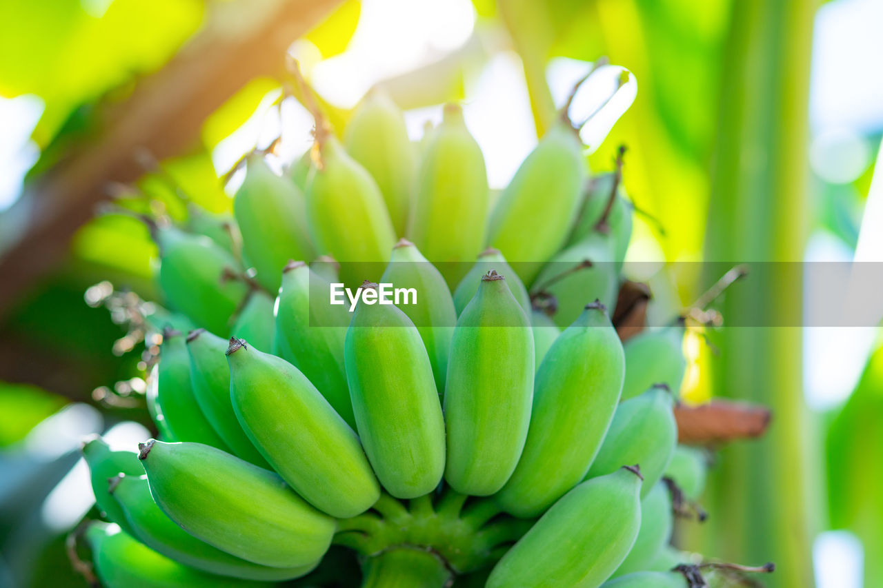 Close-up of bananas