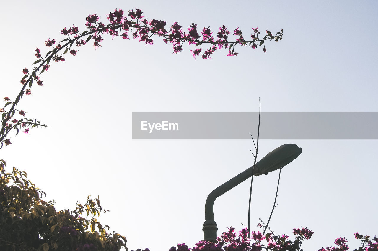 Low angle view of street light by flowering plant against sky