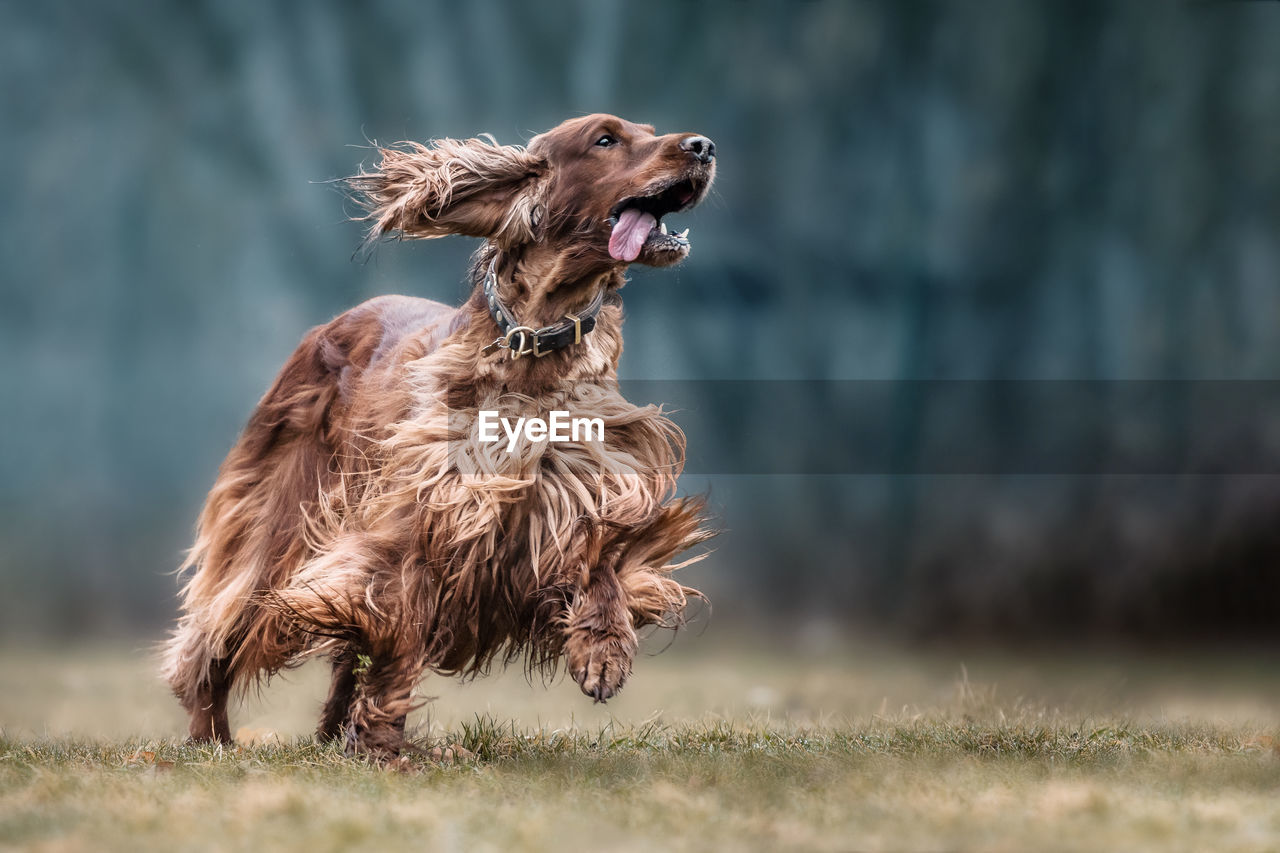 Dog running on grassy field