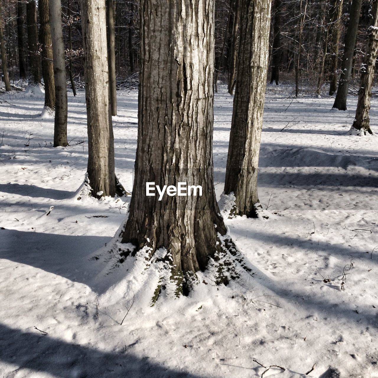 TREES IN FROZEN FOREST