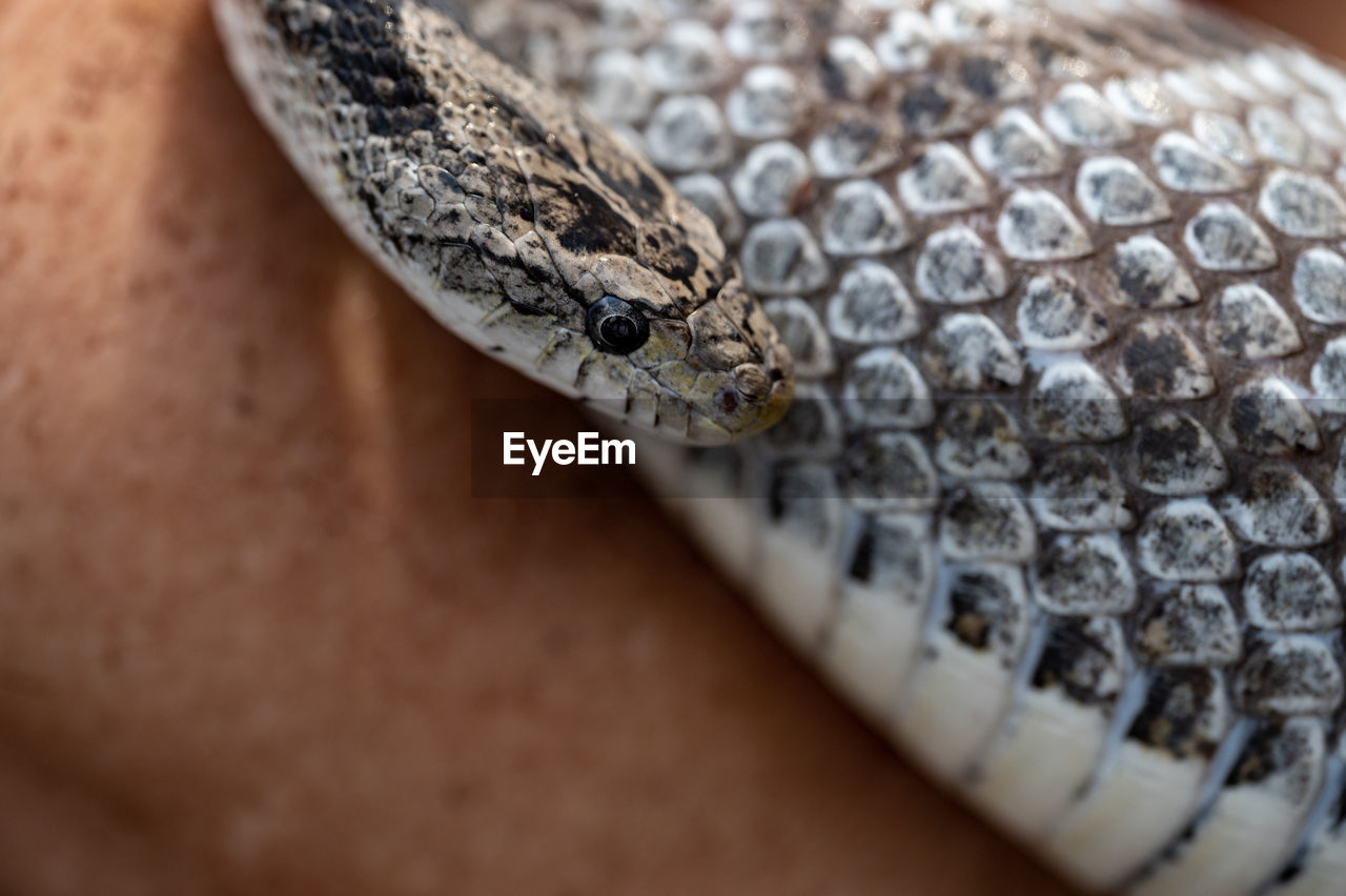 Grey rat snake closeup