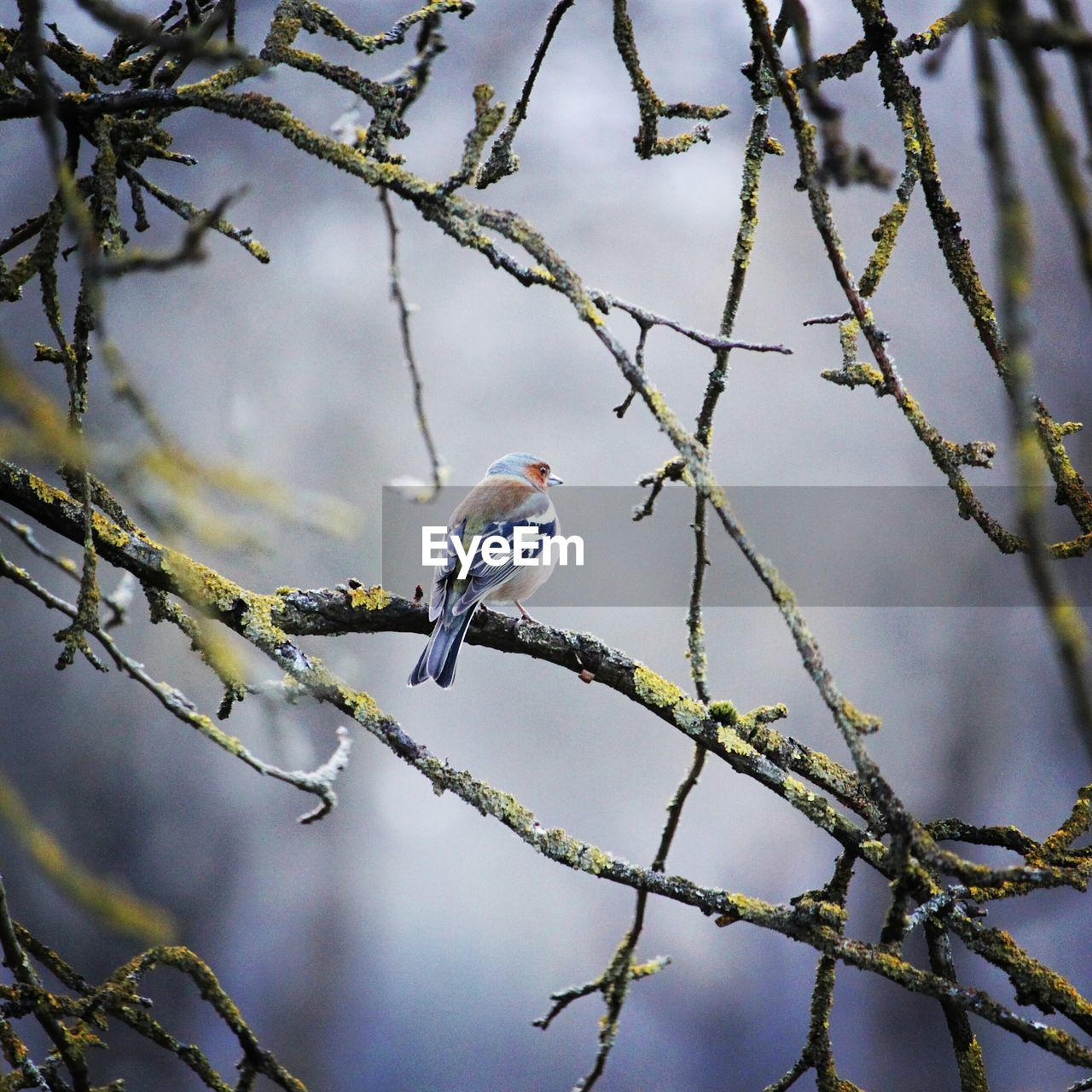 Low angle view of bird perching on branch