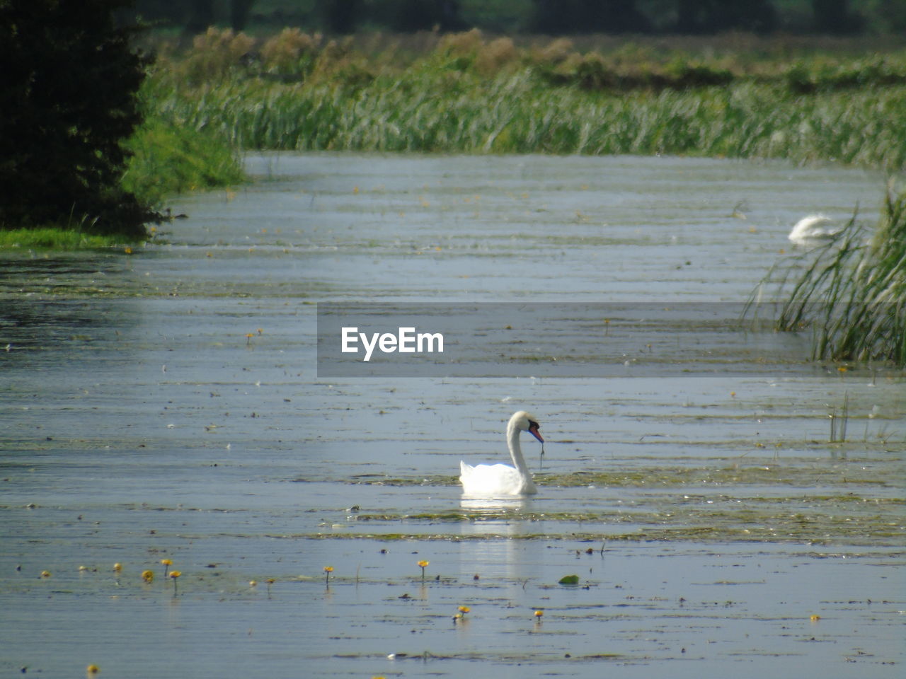 WHITE SWAN SWIMMING ON LAKE