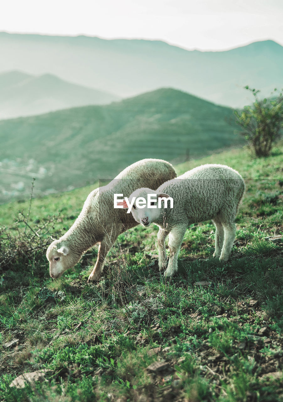 Sheep in a field