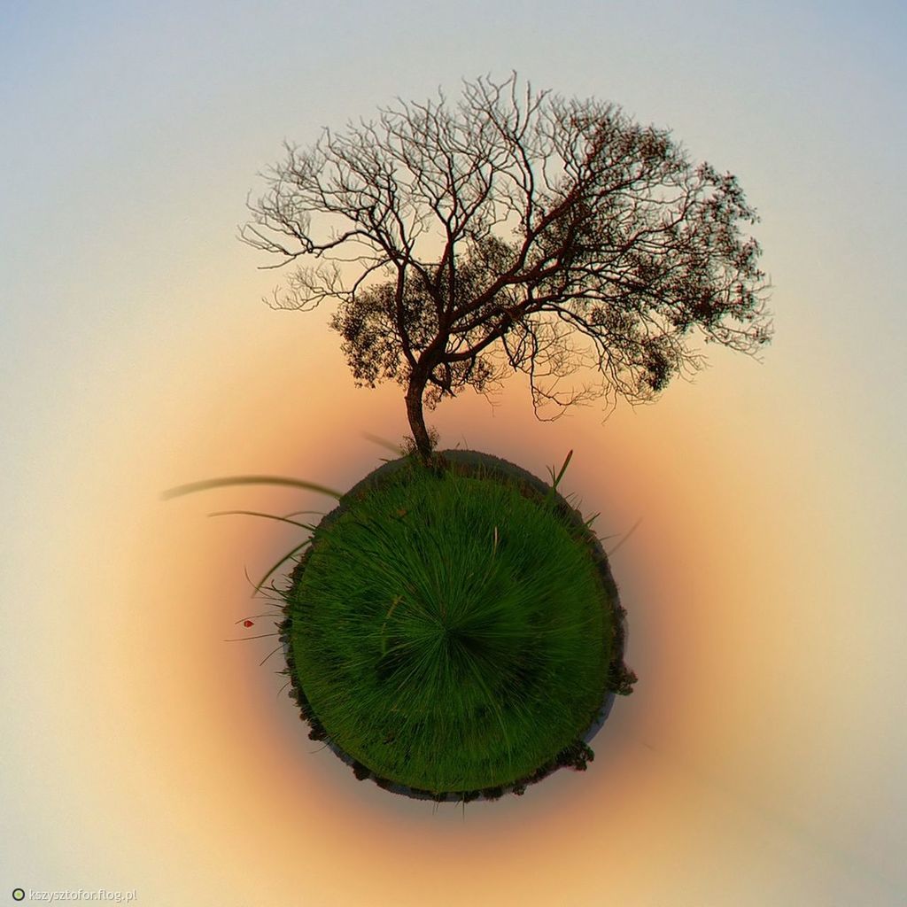 VIEW OF TREES AGAINST SKY