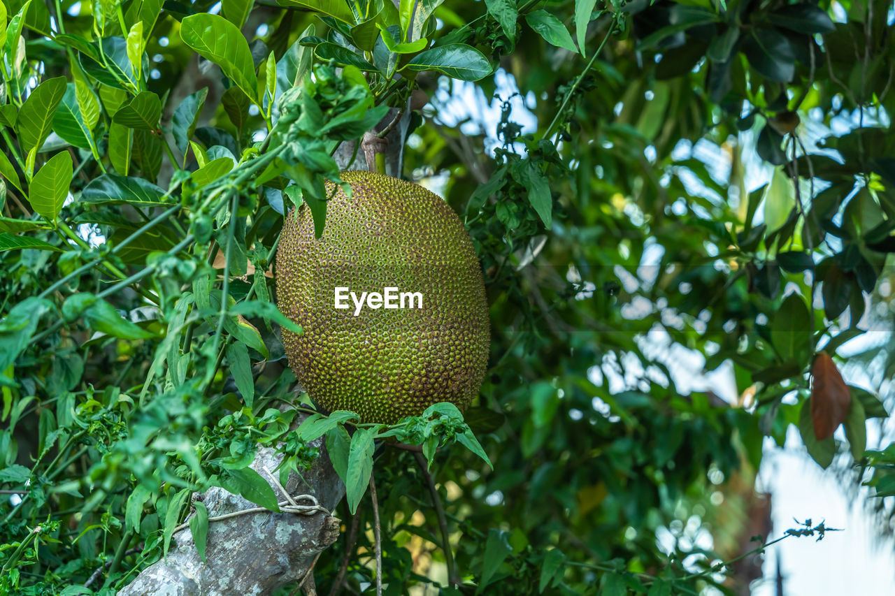 LOW ANGLE VIEW OF FRUIT GROWING ON TREE