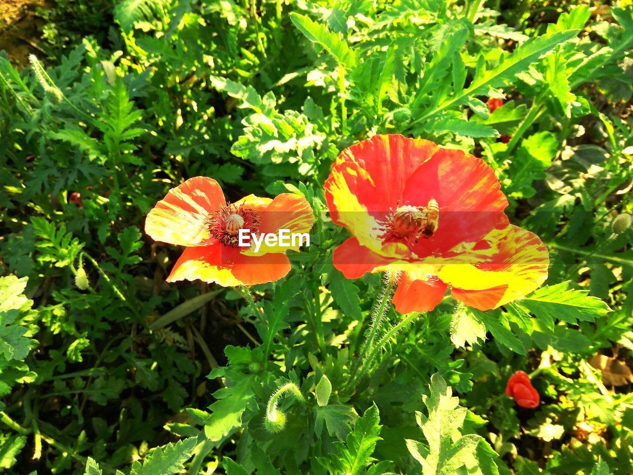 CLOSE-UP OF ORANGE FLOWER AND GRASS