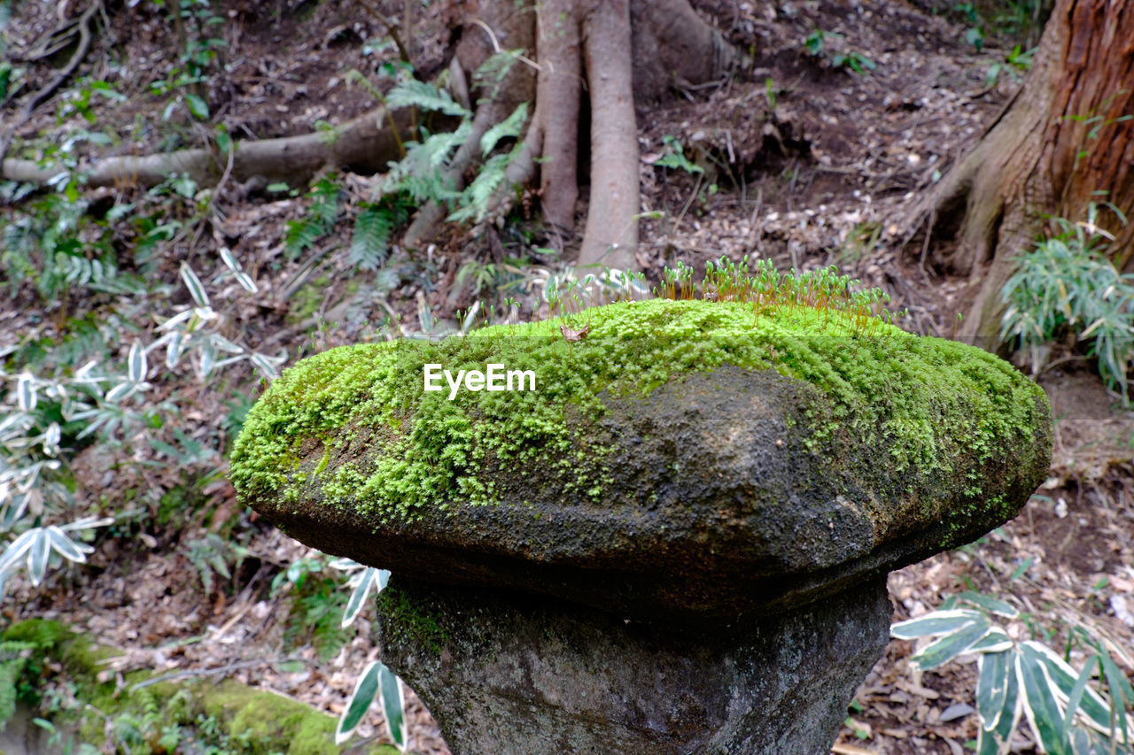 Moss covered rock in forest