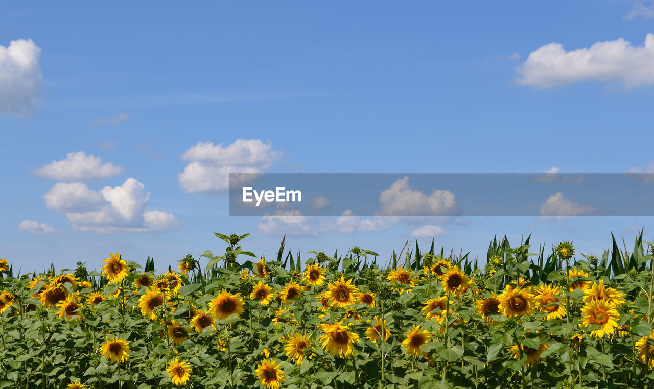 SUNFLOWERS IN FIELD AGAINST SKY