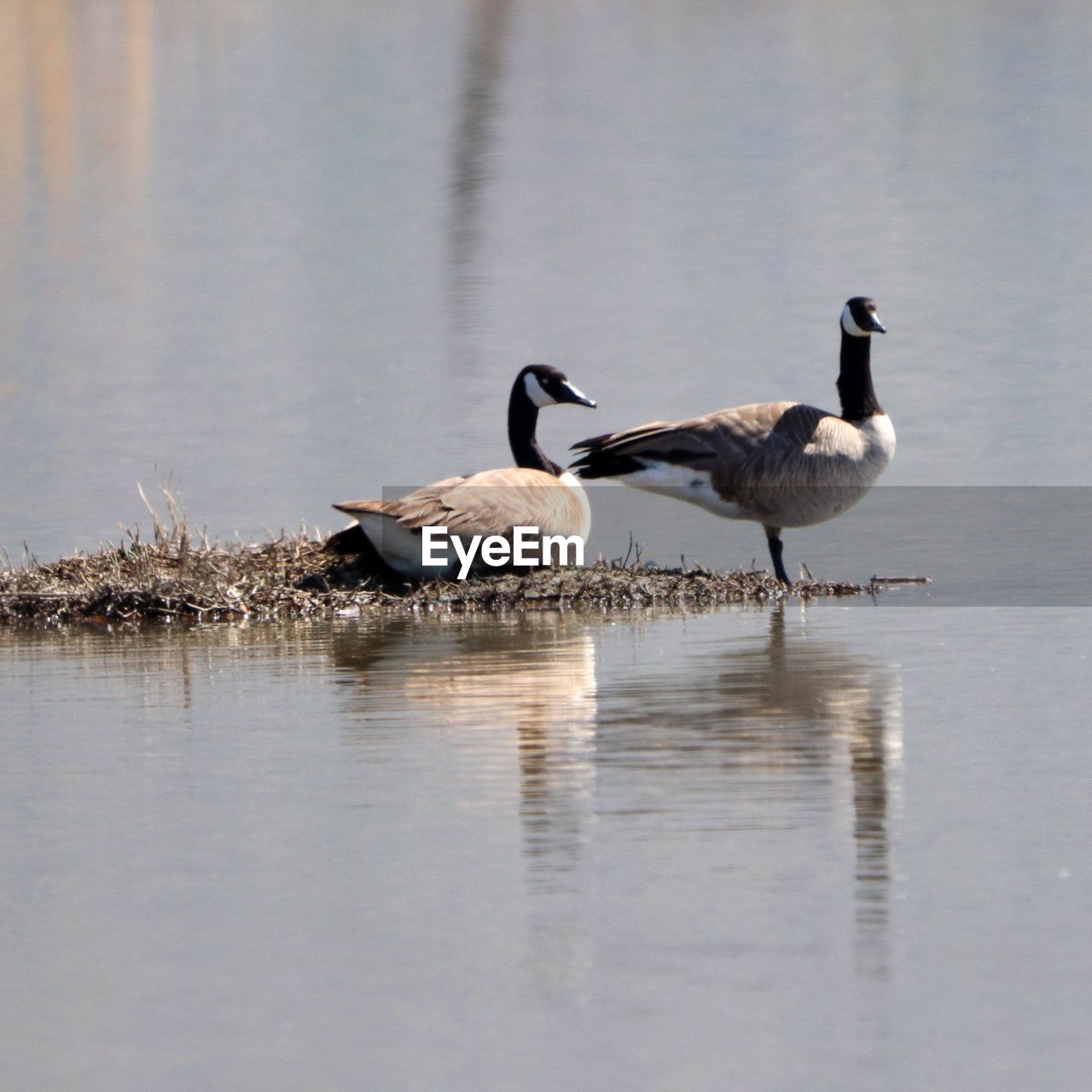 BIRDS IN THE LAKE