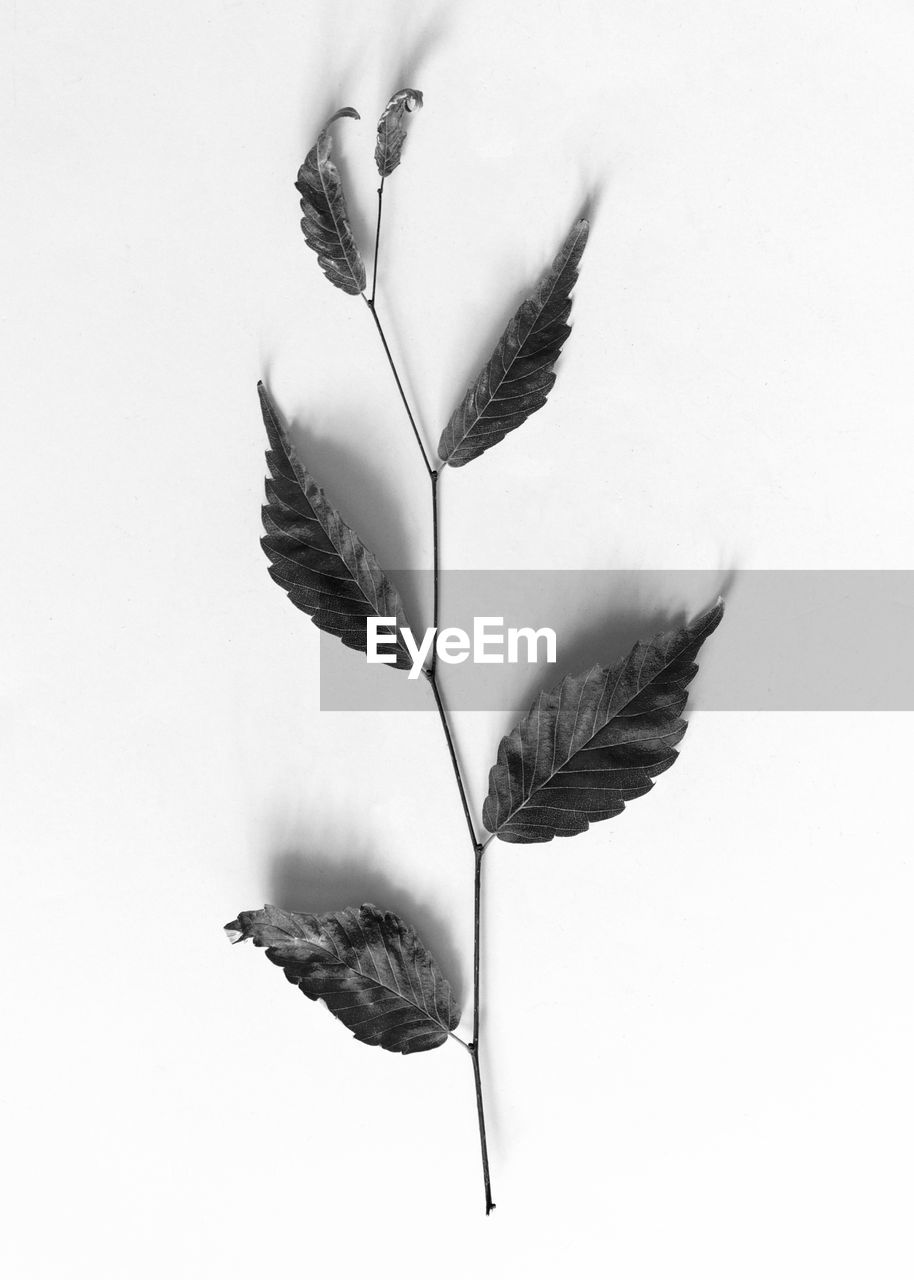 Close-up of autumn leaves against white background