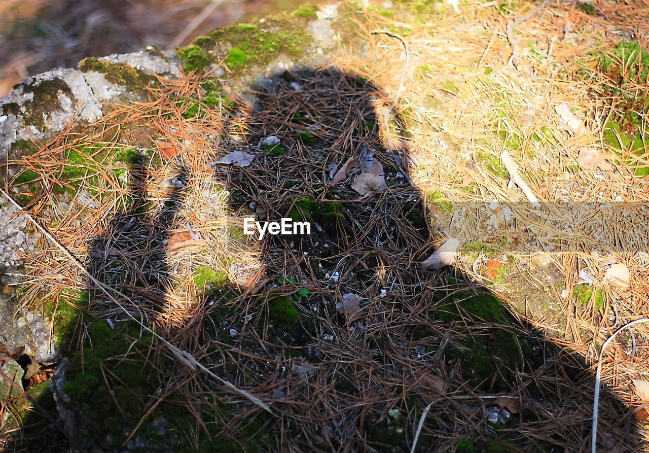 HIGH ANGLE VIEW OF LEAF ON GROUND