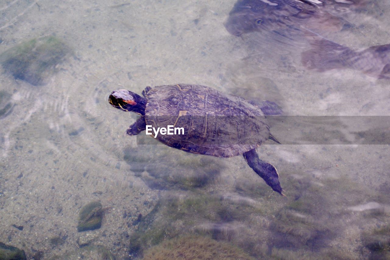 High angle view of turtle swimming in lake