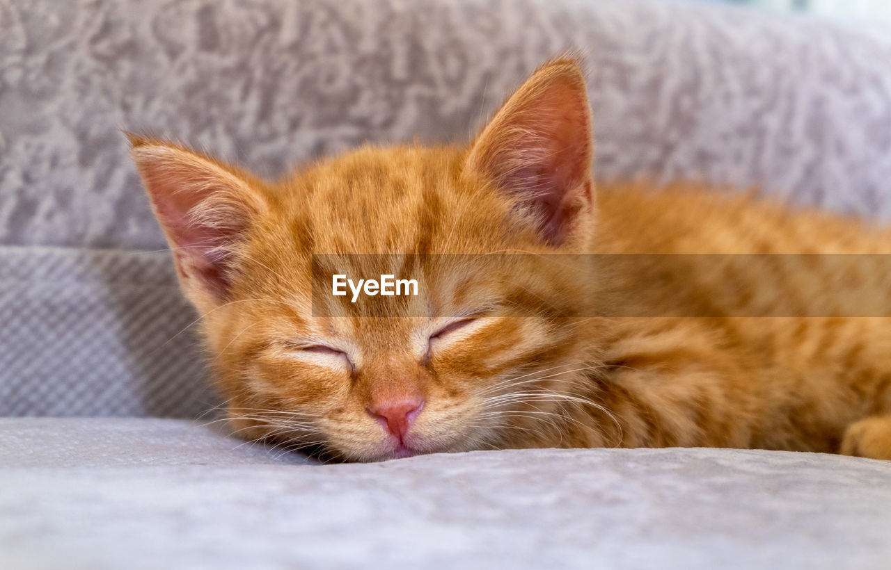 The little ginger kitten is tired and sleeps on the couch. pets, pet care concept. selective focus.