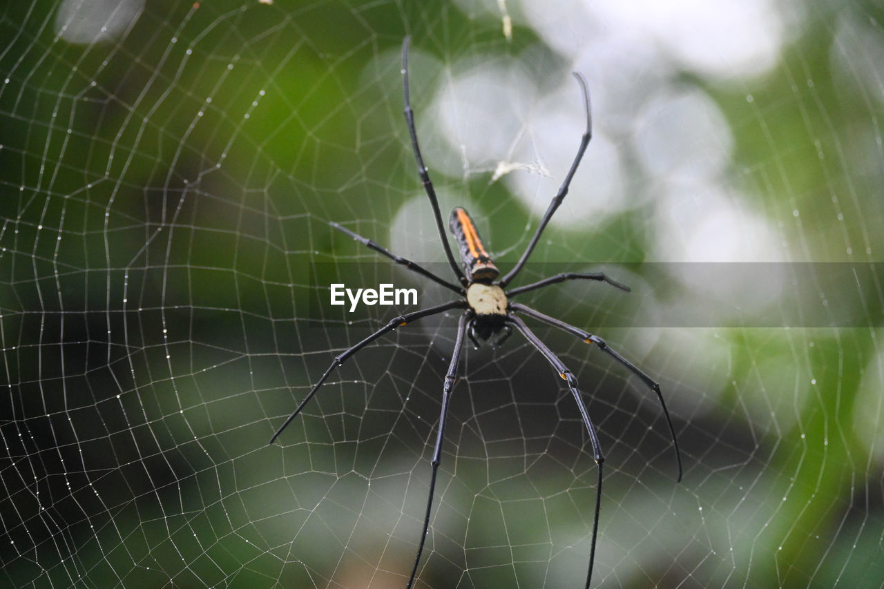 CLOSE-UP OF SPIDER WEB