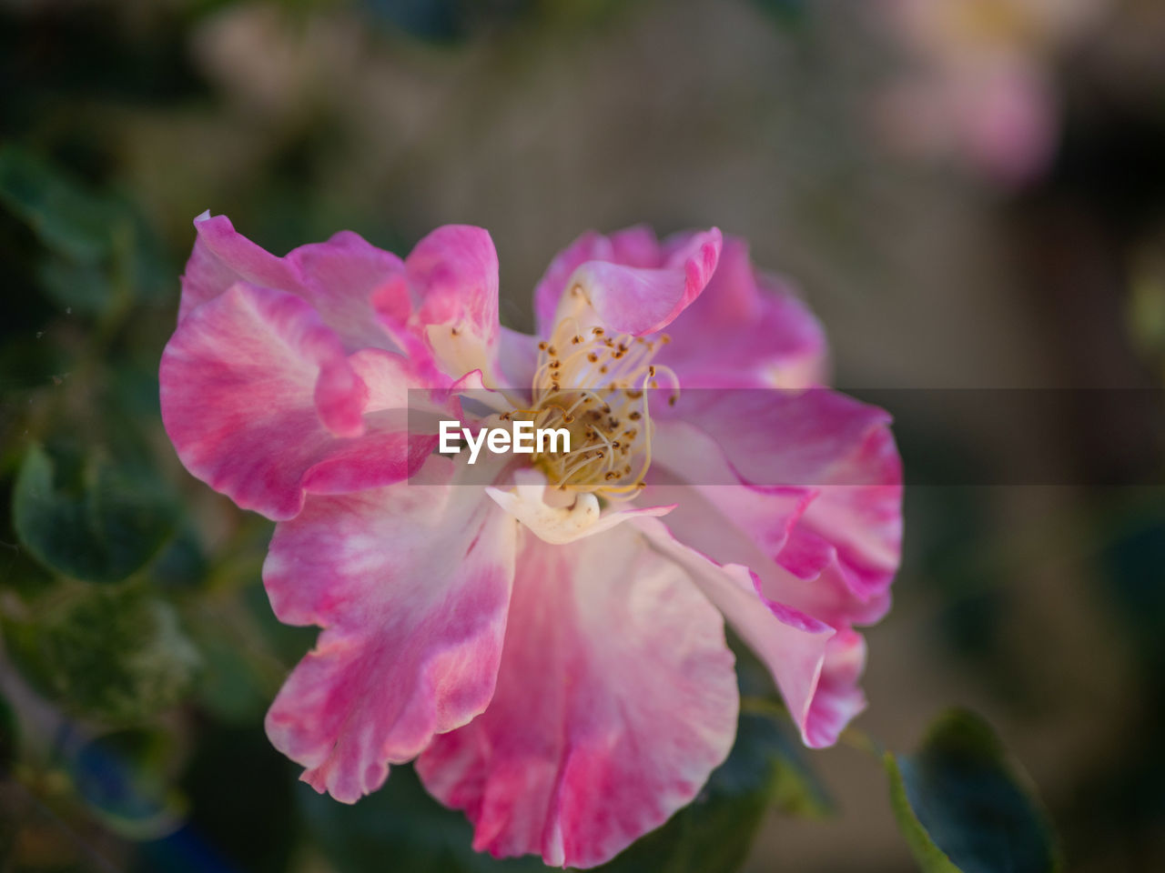 flower, flowering plant, plant, beauty in nature, freshness, pink, petal, close-up, flower head, fragility, blossom, inflorescence, macro photography, nature, pollen, focus on foreground, no people, growth, outdoors, stamen, rose, springtime, botany