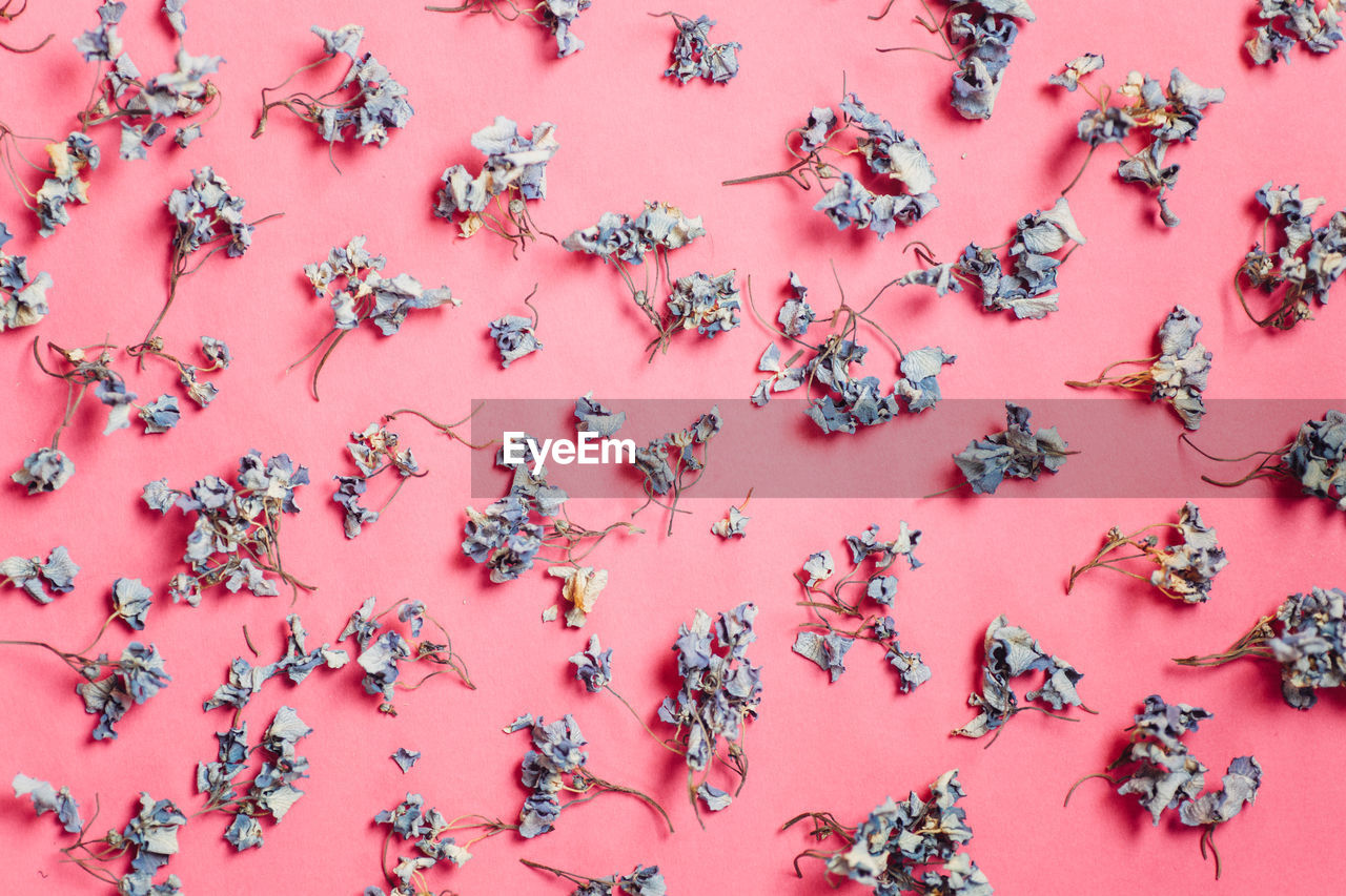 Full frame shot of wilted flowers on pink background