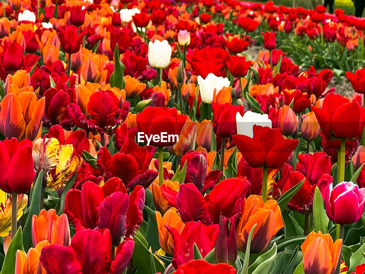 flower, flowering plant, plant, tulip, beauty in nature, freshness, red, fragility, petal, nature, flower head, inflorescence, growth, abundance, field, flowerbed, close-up, multi colored, backgrounds, land, no people, full frame, day, springtime, sunlight, botany, outdoors, vibrant color, yellow