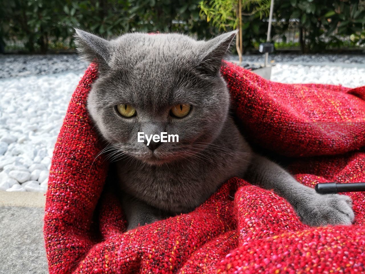 CLOSE-UP PORTRAIT OF A CAT WITH RED EYES