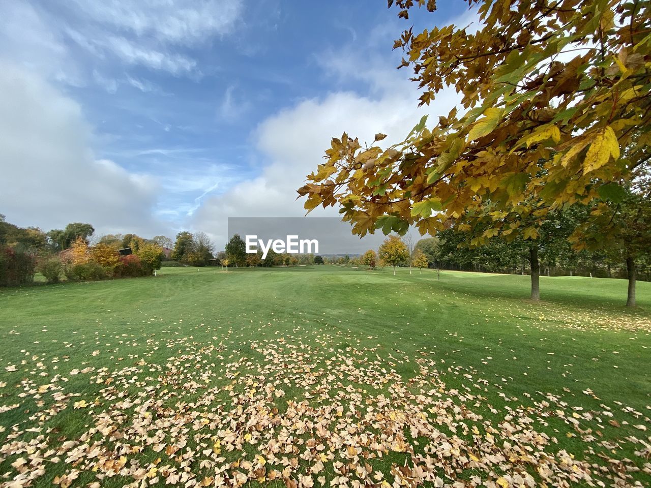 Scenic view of autumn leaves on field against sky