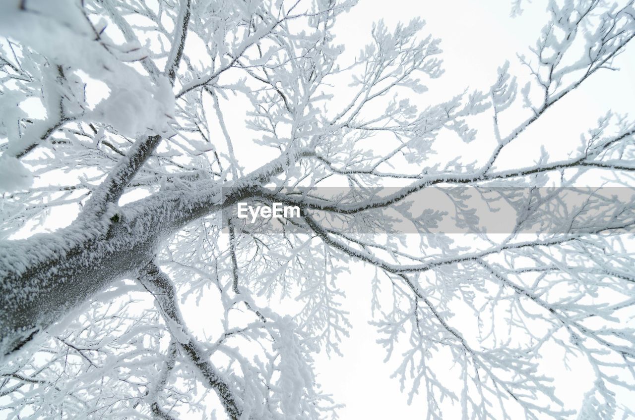 Low angle view of snow covered bare tree against clear sky