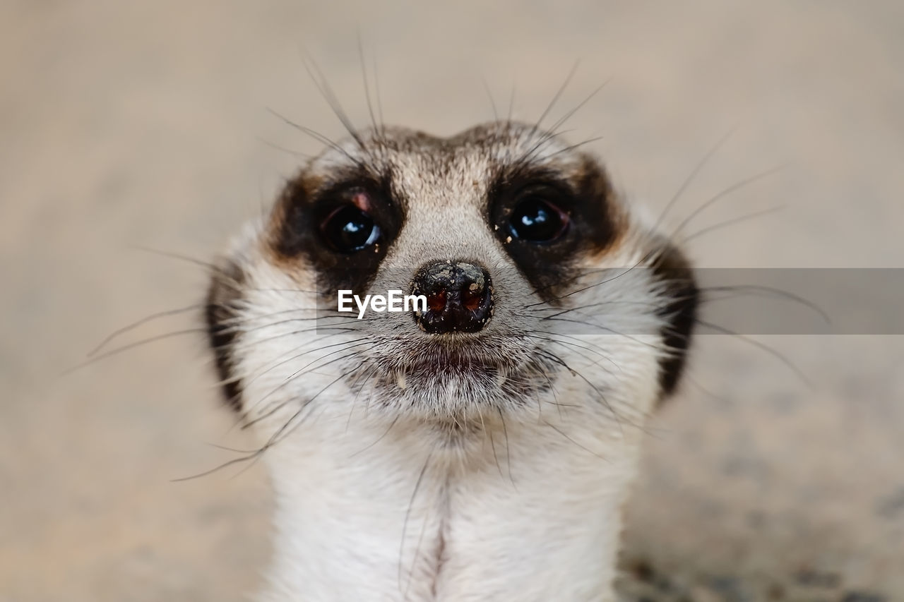 Close up of portrait of meerkat