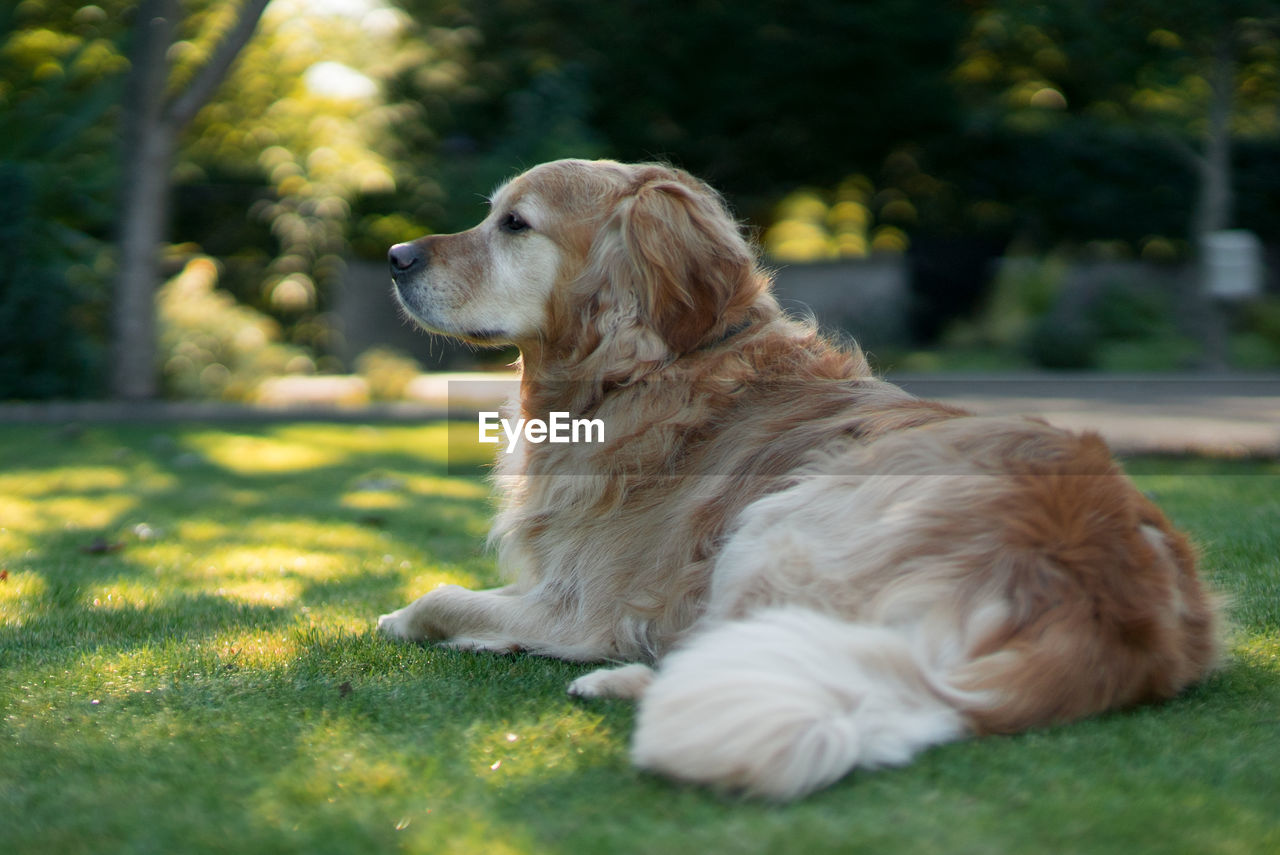 Side view of dog resting on grassy field