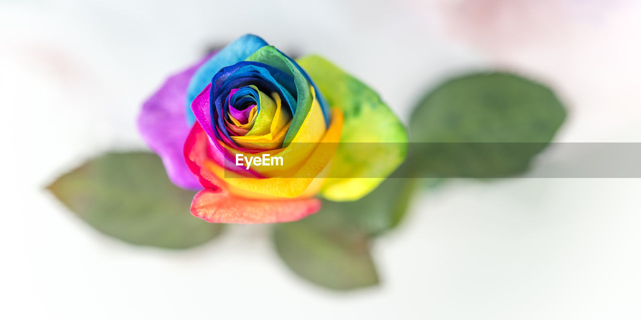 CLOSE-UP OF MULTI COLORED ROSE IN WHITE BACKGROUND