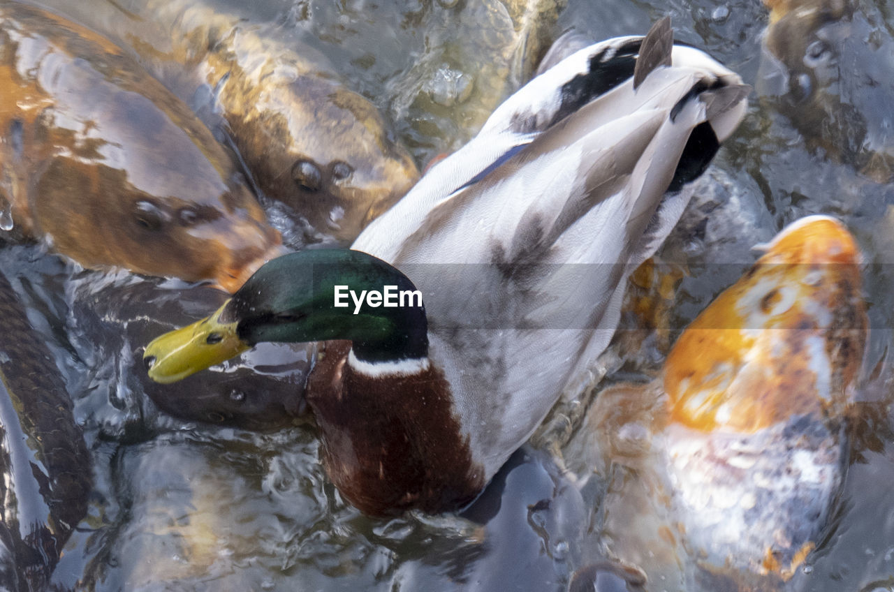 Duck swimming in lake