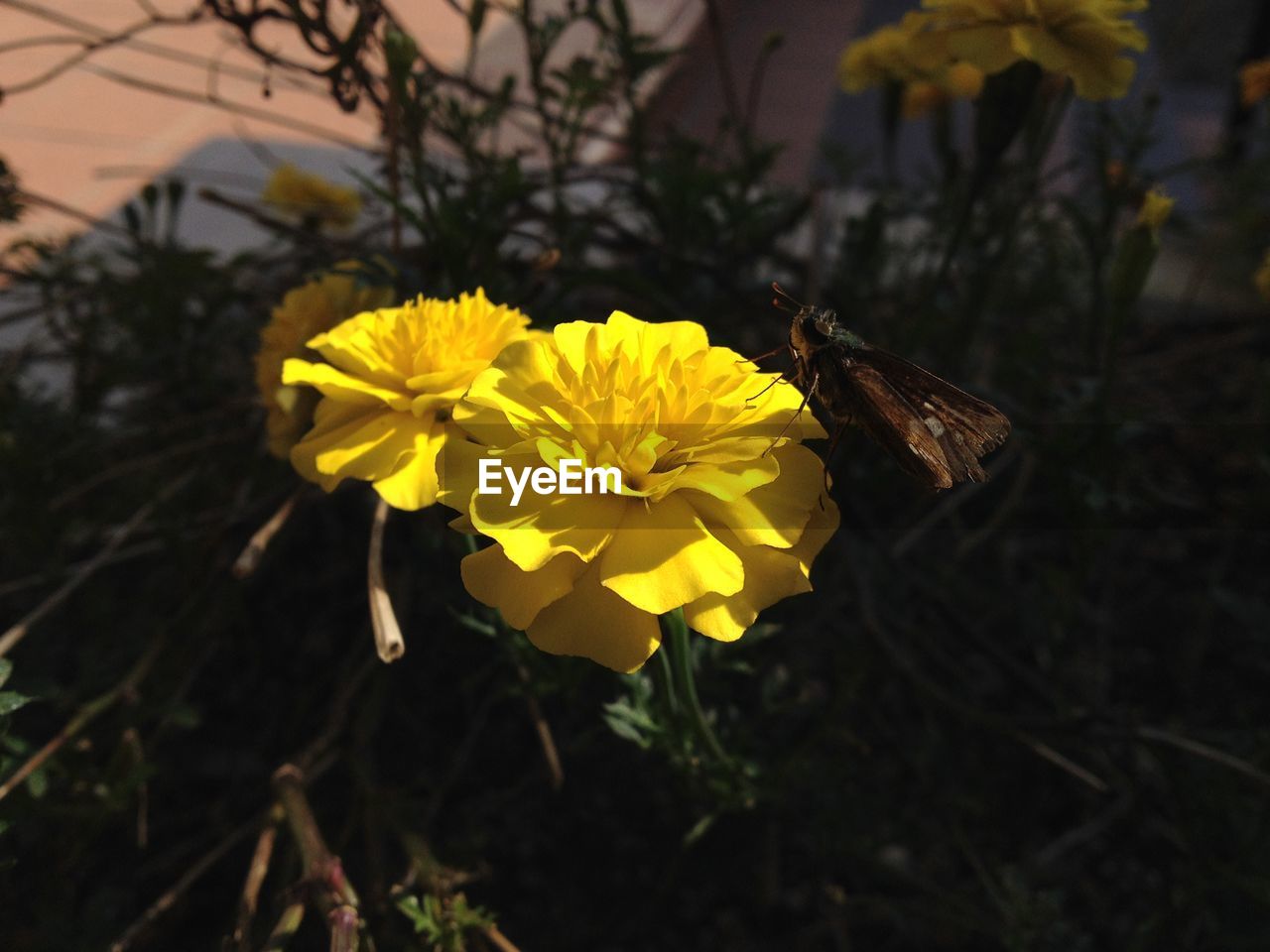 YELLOW FLOWERS BLOOMING OUTDOORS