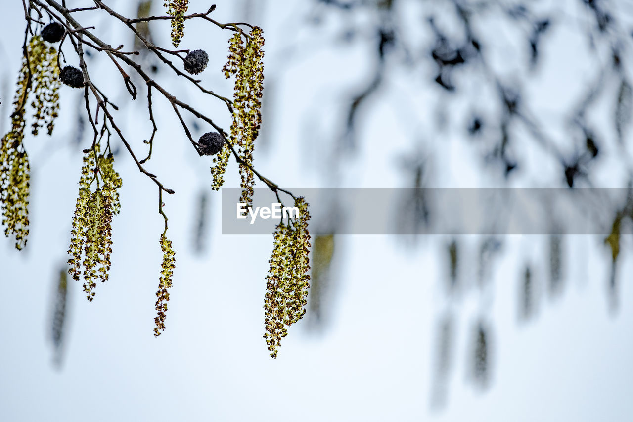 CLOSE-UP OF FROZEN PLANT ON TREE